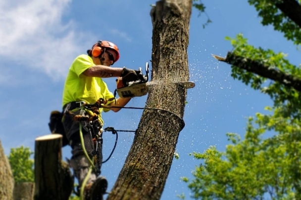 Tree Services in Portland, OR image